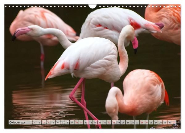 Produktbild: Flamingo Zauber (Wandkalender 2026 DIN A3 quer), CALVENDO Monatskalender