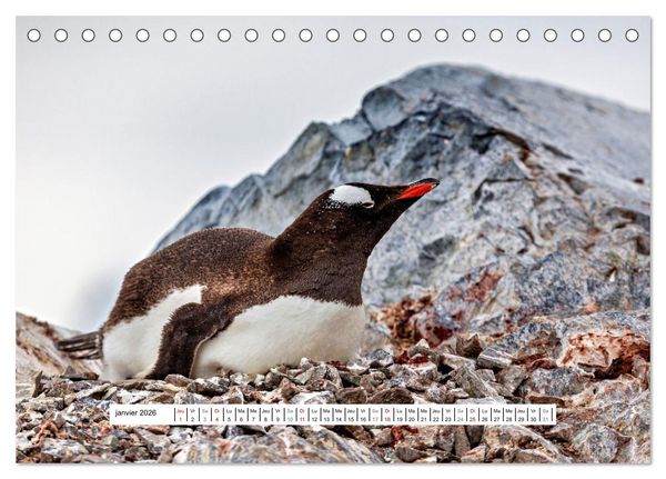 Produktbild: L'Antarctique magique (Calendrier de bureau 2026 DIN A5 vertical), CALVENDO calendrier mensuel