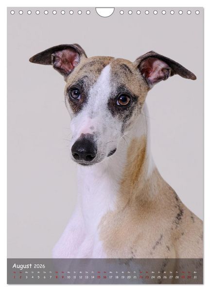 Produktbild: Whippets im Portrait (Wandkalender 2026 DIN A4 hoch), CALVENDO Monatskalender