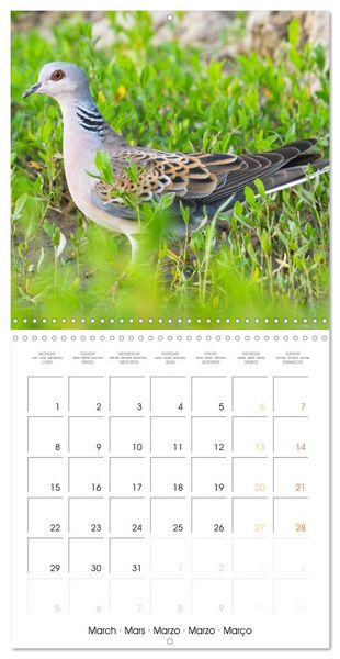 Produktbild: Doves: Gentle Beauty (Wall Calendar 2027 12 &times; 12 Inch) CALVENDO 12 Month Wall Calendar