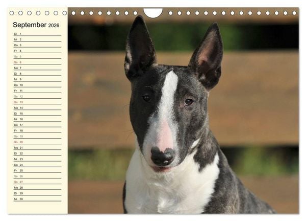 Produktbild: Bullterrier (Wandkalender 2026 DIN A4 quer), CALVENDO Monatskalender