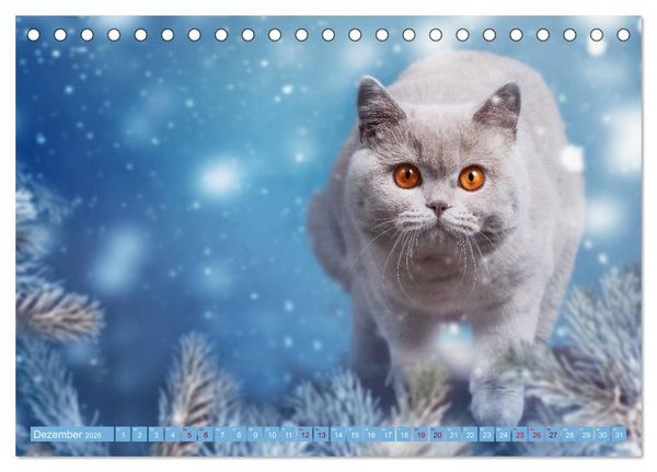 Produktbild: Kittens - Britisch Kurzhaar Katzenkinder (Tischkalender 2026 DIN A5 quer), CALVENDO Monatskalender