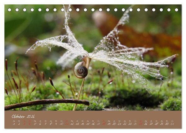 Produktbild: Schneckchen (Tischkalender 2026 DIN A5 quer), CALVENDO Monatskalender