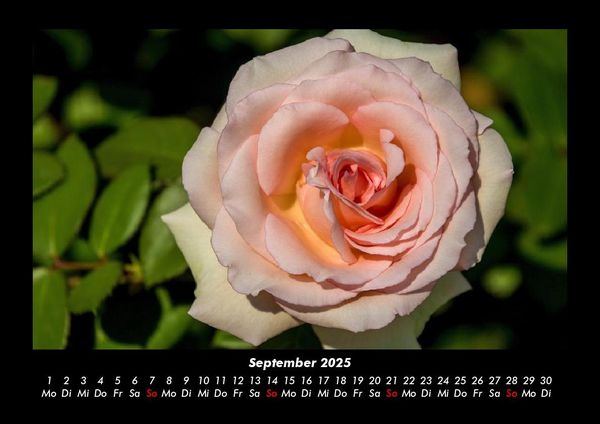 Produktbild: Blumentr&auml;ume 2025 Fotokalender DIN A3