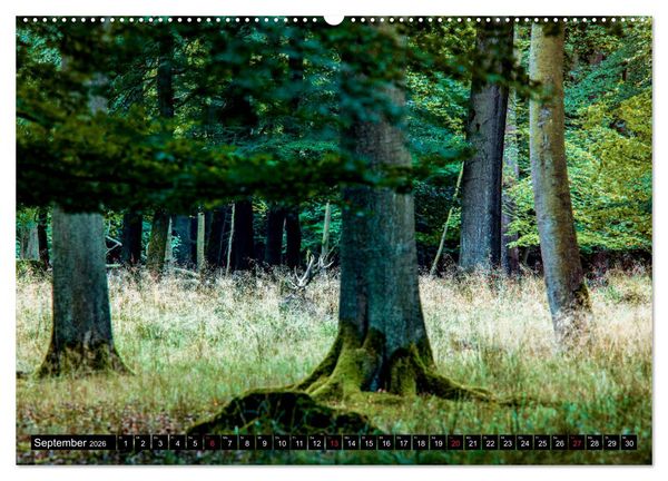 Produktbild: Arnsberger Wald (hochwertiger Premium Wandkalender 2026 DIN A2 quer), Kunstdruck in Hochglanz