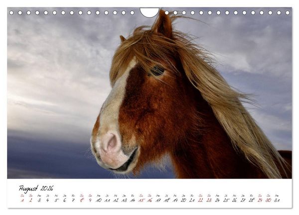 Produktbild: Islandpferde take it Isi (Wandkalender 2026 DIN A4 quer), CALVENDO Monatskalender