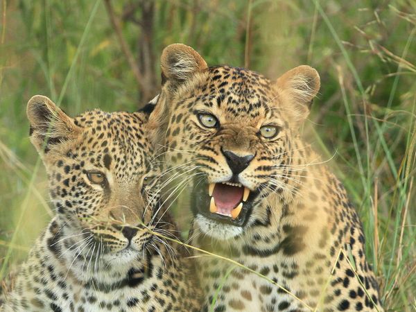 Produktbild: CALVENDO Puzzle Leoparden &ndash; Vorsicht! 1000 Teile Lege-Gr&ouml;&szlig;e 64 x 48 cm Foto-Puzzle Bild von Michael Herzog