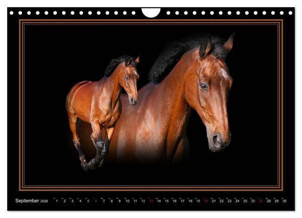 Produktbild: Traumpferde-ART-Collection (Wandkalender 2026 DIN A4 quer), CALVENDO Monatskalender
