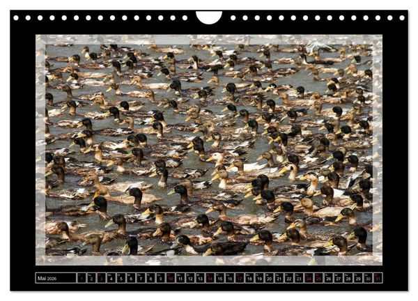 Produktbild: Kerala - Impressionen aus S&uuml;dindien (Wandkalender 2026 DIN A4 quer), CALVENDO Monatskalender