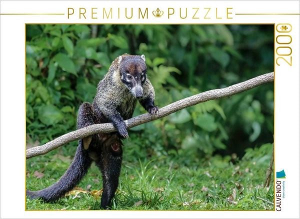 CALVENDO Puzzle Nasua, der Nasenbär | 2000 Teile Lege-Größe 90 × 67 cm Foto-Puzzle für glückliche Stunden
