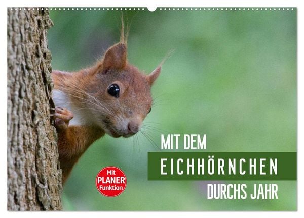 Produktbild: Mit dem Eichh&ouml;rnchen durchs Jahr (Wandkalender 2026 DIN A2 quer), CALVENDO Monatskalender