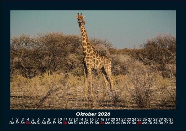 Produktbild: Giraffen 2026 Fotokalender DIN A5