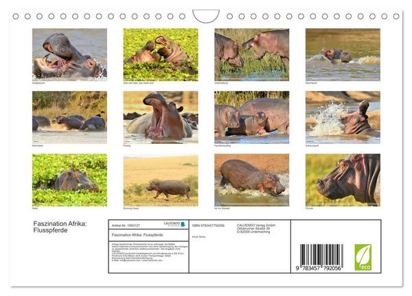 Produktbild: Faszination Afrika: Flusspferde (Wandkalender 2026 DIN A4 quer), CALVENDO Monatskalender