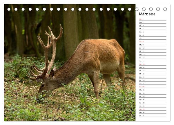 Produktbild: Hirsche (Tischkalender 2026 DIN A5 quer), CALVENDO Monatskalender