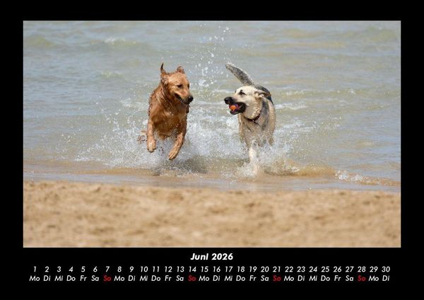 Produktbild: Hundezauber 2026 Fotokalender DIN A3
