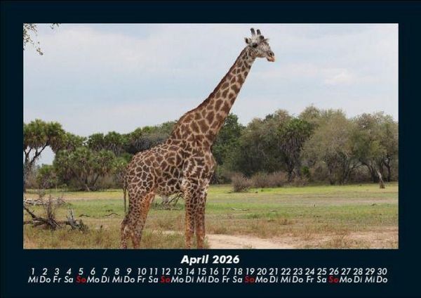 Produktbild: Giraffen 2026 Fotokalender DIN A5