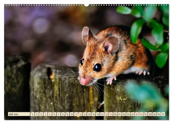 Produktbild: Kleiner Nager - Maus (hochwertiger Premium Wandkalender 2026 DIN A2 quer), Kunstdruck in Hochglanz