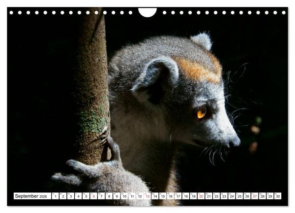 Produktbild: Madagaskar (Wandkalender 2026 DIN A4 quer), CALVENDO Monatskalender