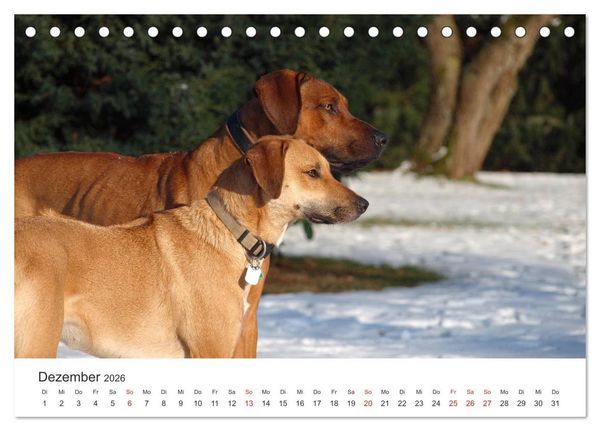 Produktbild: Ridgebacks - Hunde aus Afrika (Tischkalender 2026 DIN A5 quer), CALVENDO Monatskalender