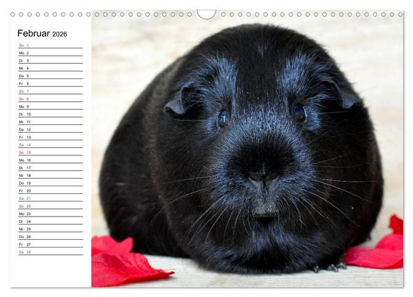 Produktbild: Meerschweinchen Niedliche Herzensbrecher (Wandkalender 2026 DIN A3 quer), CALVENDO Monatskalender