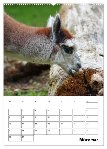 Produktbild: Alpaka und Lama Terminplaner (hochwertiger Premium Wandkalender 2026 DIN A2 hoch), Kunstdruck in Hochglanz
