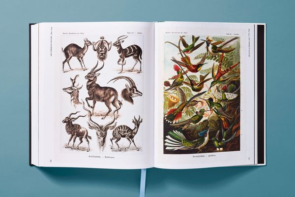 Produktbild: The Art and Science of Ernst Haeckel