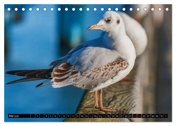 Produktbild: Entdeckungen auf der Insel R&uuml;gen (Tischkalender 2026 DIN A5 quer), CALVENDO Monatskalender
