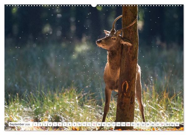 Produktbild: Emotionale Momente: Hirschbrunft (hochwertiger Premium Wandkalender 2026 DIN A2 quer), Kunstdruck in Hochglanz