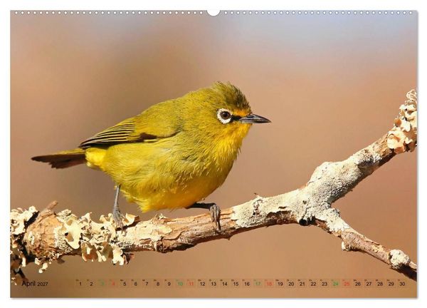 Produktbild: V&ouml;gel in Afrika - Magie der Farben (hochwertiger Premium Wandkalender 2027 DIN A2 quer), Kunstdruck in Hochglanz