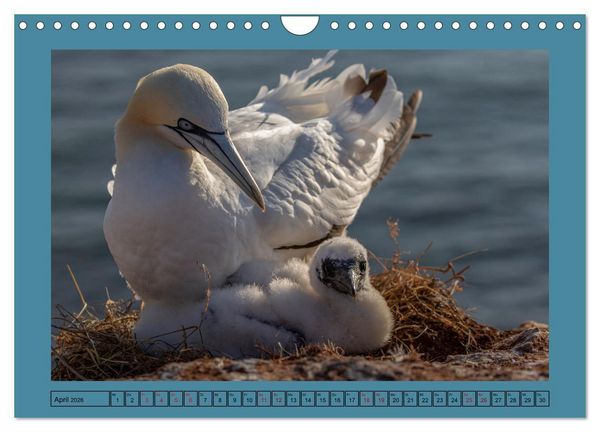 Produktbild: Helgoland und seine Basst&ouml;lpel (Wandkalender 2026 DIN A4 quer), CALVENDO Monatskalender