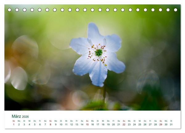 Produktbild: Auw&auml;lder bei Enns (Tischkalender 2026 DIN A5 quer), CALVENDO Monatskalender