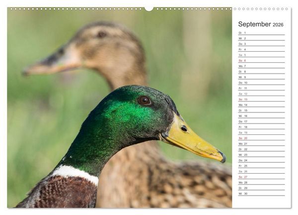 Produktbild: Emotionale Momente: Die Stockente. (Wandkalender 2026 DIN A2 quer), CALVENDO Monatskalender