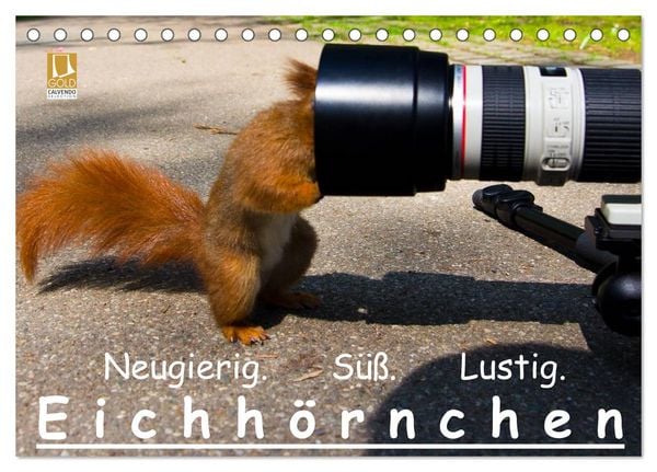 Eichhörnchen (Tischkalender 2026 DIN A5 quer), CALVENDO Monatskalender