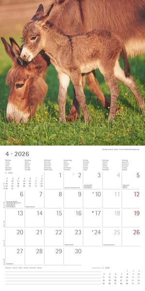 Produktbild: Tierbabys 2026 - Broschürenkalender 30x30 cm (30x60 geöffnet) - Kalender mit Platz für Notizen - Baby Animals - Bildkalender - Wandplaner - Alpha Edit