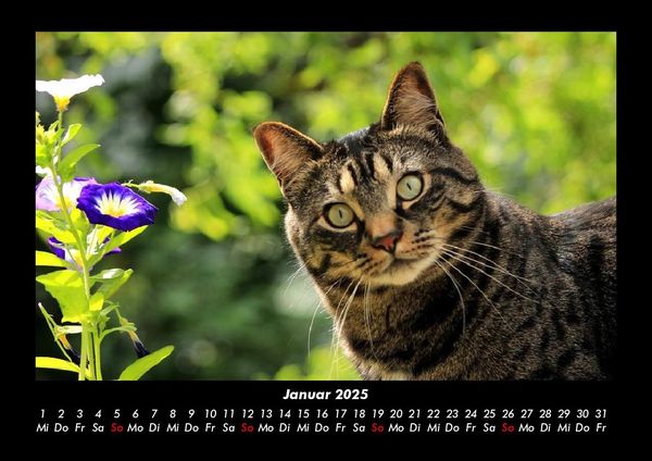 Produktbild: F&uuml;r Katzenfreunde 2025 Fotokalender DIN A3