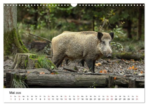 Produktbild: Wilde Tiere unserer Heimat (Wandkalender 2026 DIN A3 quer), CALVENDO Monatskalender