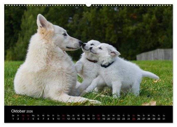 Produktbild: Wei&szlig;er Schweizer Sch&auml;ferhund - Ein Tag im Leben einer Hundefamilie (Wandkalender 2026 DIN A2 quer), CALVENDO Monatskalender