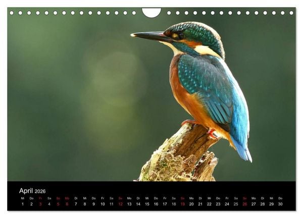 Produktbild: IM LAND DER EISV&Ouml;GEL (Wandkalender 2026 DIN A4 quer), CALVENDO Monatskalender