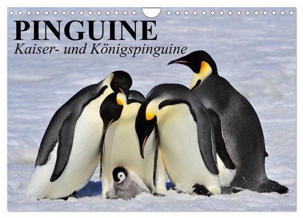 Pinguine - Kaiser- und Königspinguine (Wandkalender 2024 DIN A4 quer), CALVENDO Monatskalender