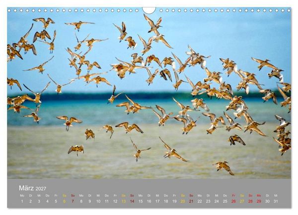 Produktbild: Lamu - Geheimtipp in Kenia (Wandkalender 2027 DIN A3 quer), CALVENDO Monatskalender