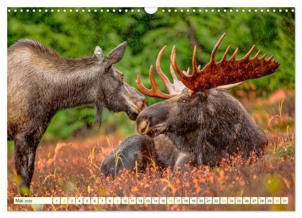Produktbild: B&uuml;hne frei f&uuml;r - Alaska (Wandkalender 2026 DIN A3 quer), CALVENDO Monatskalender