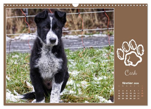 Produktbild: Border collie puppies (Calendrier mural 2026 DIN A3 vertical), CALVENDO calendrier mensuel