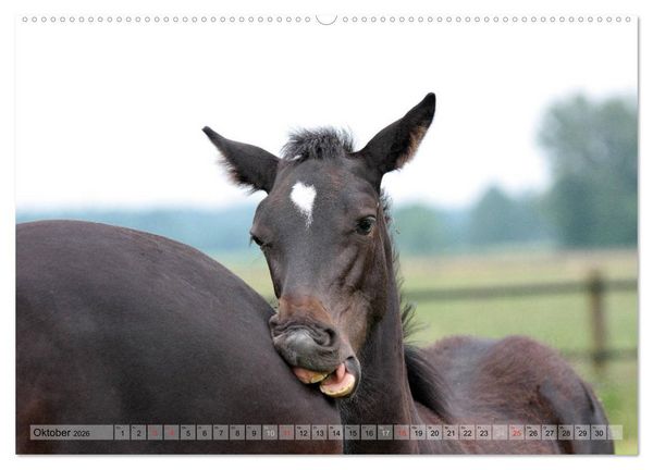Produktbild: Pferdekinder - Fohlen haben ihren ganz eigenen Charme (hochwertiger Premium Wandkalender 2026 DIN A2 quer), Kunstdruck in Hochglanz