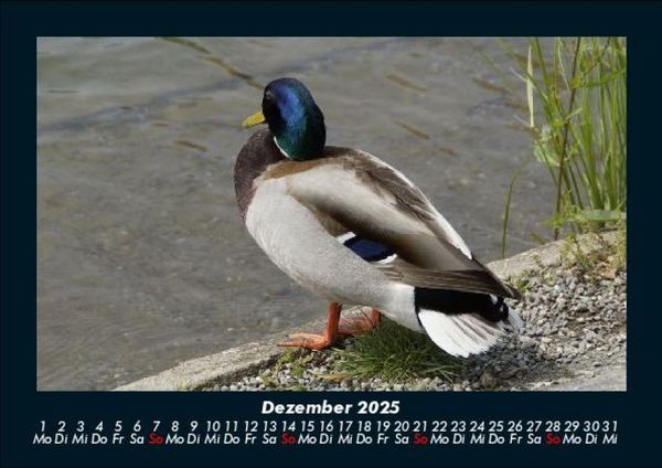 Produktbild: Enten 2025 Fotokalender DIN A5