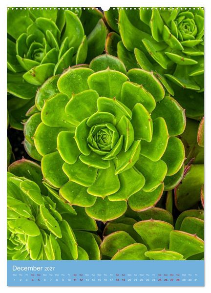 Produktbild: Succulents in Many Shapes (Wall Calendar 2027 DIN A2 portrait), CALVENDO 12 Month Wall Calendar