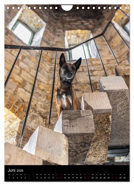 Produktbild: Hundeportraits - Monatskalender (Wandkalender 2026 DIN A4 hoch), CALVENDO Monatskalender