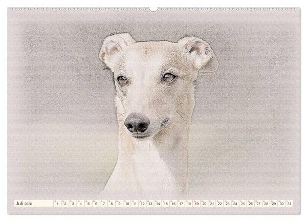 Produktbild: Whippet 2026 (Wandkalender 2026 DIN A2 quer), CALVENDO Monatskalender