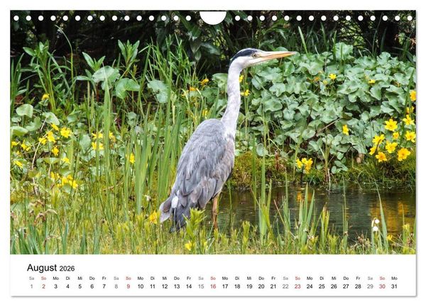 Produktbild: Paradies Naturgarten (Wandkalender 2026 DIN A4 quer), CALVENDO Monatskalender
