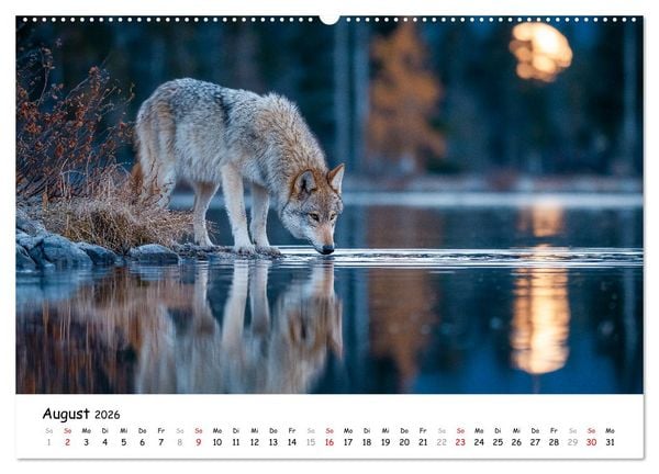 Produktbild: W&ouml;lfe im Mondlicht - Ruf der Wildnis (hochwertiger Premium Wandkalender 2026 DIN A2 quer), Kunstdruck in Hochglanz
