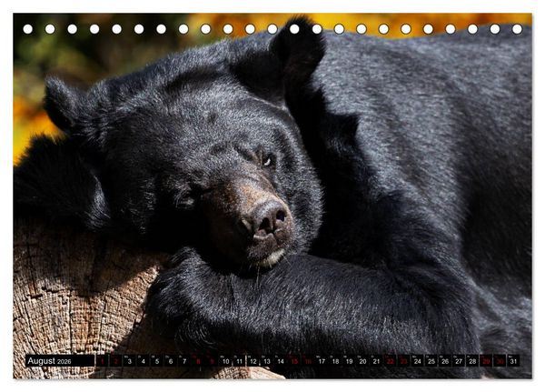 Produktbild: Wild Animals - Wilde Tiere (Tischkalender 2026 DIN A5 quer), CALVENDO Monatskalender